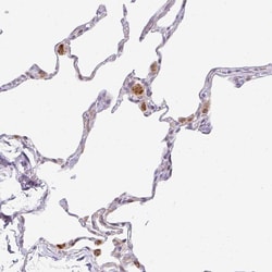 Invitrogen PLA2G5 Polyclonal Antibody 100 &mu;L; Unconjugated:Antibodies,