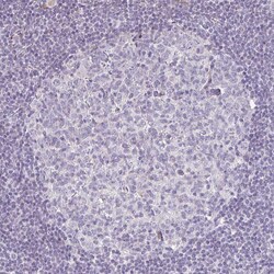 Invitrogen PLA2G5 Polyclonal Antibody 100 &mu;L; Unconjugated:Antibodies,