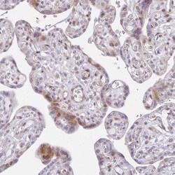 Invitrogen PLA2G5 Polyclonal Antibody 100 &mu;L; Unconjugated:Antibodies,
