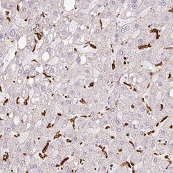 Invitrogen CD169 Polyclonal Antibody 100 &mu;L; Unconjugated:Antibodies,