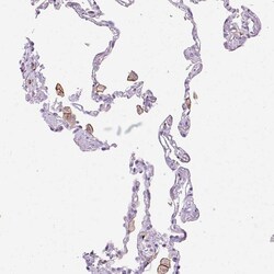 Invitrogen CD169 Polyclonal Antibody 100 &mu;L; Unconjugated:Antibodies,