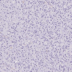 Invitrogen CD169 Polyclonal Antibody 100 &mu;L; Unconjugated:Antibodies,