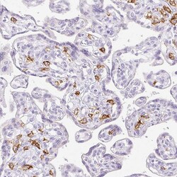 Invitrogen CD169 Polyclonal Antibody 100 &mu;L; Unconjugated:Antibodies,