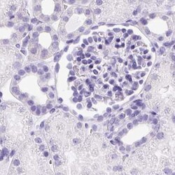 Invitrogen PDIA2 Polyclonal Antibody 100 &mu;L; Unconjugated:Antibodies,