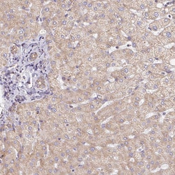Invitrogen MAVS Polyclonal Antibody 100 &mu;L; Unconjugated:Antibodies,