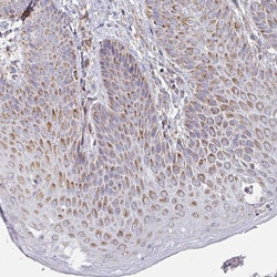 Invitrogen MAVS Polyclonal Antibody 100 &mu;L; Unconjugated:Antibodies,