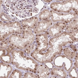 Invitrogen KPNA1 Polyclonal Antibody 100 &mu;L; Unconjugated:Antibodies,
