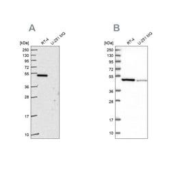 Invitrogen FDXR Polyclonal Antibody 100 &mu;L | Buy Online | Invitrogen&trade; | Fisher Scientific