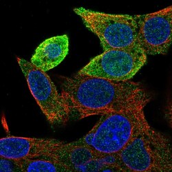 Invitrogen GSTA1 Polyclonal Antibody 100 &mu;L; Unconjugated:Antibodies,
