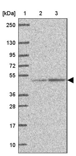 Invitrogen EEF1A2 Polyclonal Antibody 100 &mu;L | Buy Online | Invitrogen&trade; | Fisher Scientific