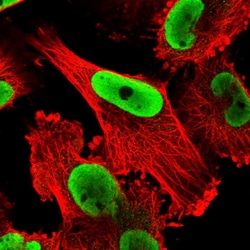 Invitrogen NONO Polyclonal Antibody 100 &mu;L; Unconjugated:Antibodies,