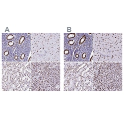 Invitrogen NONO Polyclonal Antibody 100 &mu;L; Unconjugated:Antibodies,
