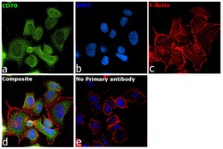 Invitrogen B7-H4 Polyclonal Antibody 100 &mu;L; Unconjugated:Antibodies,