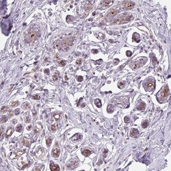 Invitrogen B7-H4 Polyclonal Antibody 100 &mu;L; Unconjugated:Antibodies,