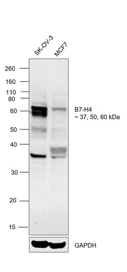Invitrogen B7-H4 Polyclonal Antibody 100 &mu;L; Unconjugated:Antibodies,