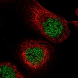 Invitrogen MASTL Polyclonal Antibody 100 &mu;L; Unconjugated:Antibodies,