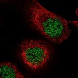 MASTL Polyclonal Antibody, Invitrogen 100 &mu;L; Unconjugated:Antibodies,