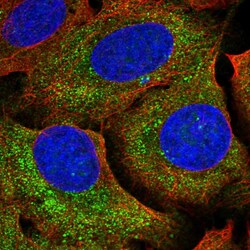 Invitrogen C1orf57 Polyclonal Antibody 100 &mu;L; Unconjugated:Antibodies,