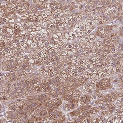 Invitrogen C1orf57 Polyclonal Antibody 100 &mu;L; Unconjugated:Antibodies,