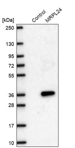 Invitrogen MRPL24 Polyclonal Antibody 100 &mu;L; Unconjugated:Antibodies,