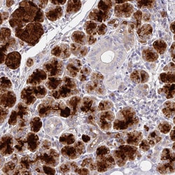 Invitrogen CRISP3 Polyclonal Antibody 100 &mu;L; Unconjugated:Antibodies,