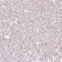Invitrogen DUT Polyclonal Antibody 100 &mu;L; Unconjugated:Antibodies,