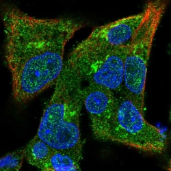 Invitrogen COG3 Polyclonal Antibody 100 &mu;L; Unconjugated:Antibodies,