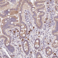 Invitrogen DR4 Polyclonal Antibody 100 &mu;L; Unconjugated:Antibodies,