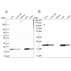 Invitrogen MT-CO2 Polyclonal Antibody 100 &mu;L | Buy Online | Invitrogen&trade; | Fisher Scientific