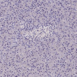 Invitrogen Talin 2 Polyclonal Antibody 100 &mu;L; Unconjugated:Antibodies,