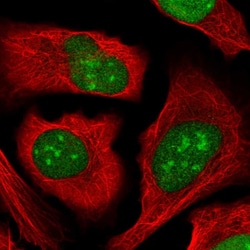 Invitrogen ZZZ3 Polyclonal Antibody 100 &mu;L; Unconjugated:Antibodies,