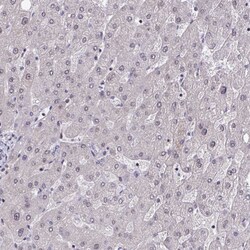 Invitrogen RBL1 Polyclonal Antibody 100 &mu;L; Unconjugated:Antibodies,