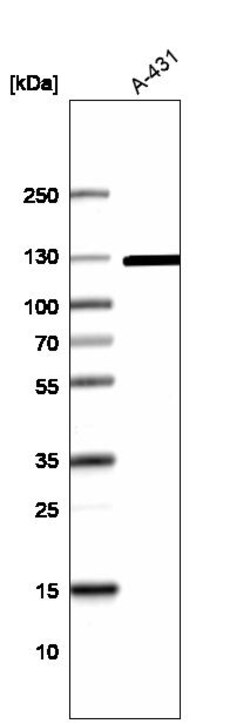 Invitrogen RBL1 Polyclonal Antibody 100 &mu;L; Unconjugated:Antibodies,