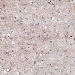 Invitrogen WNT10B Polyclonal Antibody 100 μL; Unconjugated:Antibodies,