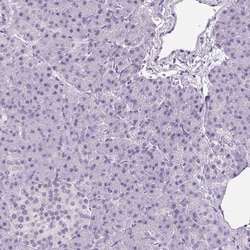 Invitrogen WNT10B Polyclonal Antibody 100 μL; Unconjugated:Antibodies,