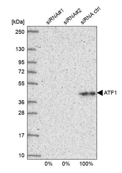Invitrogen ATF1 Polyclonal Antibody 100 &mu;L; Unconjugated:Antibodies,