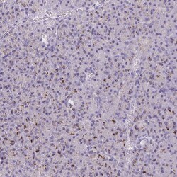 Invitrogen GPR162 Polyclonal Antibody 100 &mu;L; Unconjugated:Antibodies,
