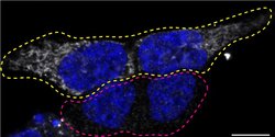Invitrogen NDUFS2 Polyclonal Antibody 100 &mu;L; Unconjugated:Antibodies,