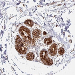 Invitrogen GRF-1 Polyclonal Antibody 100 &mu;L; Unconjugated:Antibodies,
