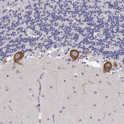 Invitrogen EEF1G Polyclonal Antibody 100 &mu;L; Unconjugated:Antibodies,