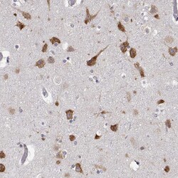 Invitrogen EEF1G Polyclonal Antibody 100 &mu;L; Unconjugated:Antibodies,