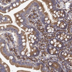 Invitrogen EEF1G Polyclonal Antibody 100 &mu;L; Unconjugated:Antibodies,