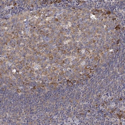Invitrogen EEF1G Polyclonal Antibody 100 &mu;L; Unconjugated:Antibodies,