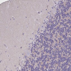 Invitrogen UAP56 Polyclonal Antibody 100 &mu;L; Unconjugated:Antibodies,