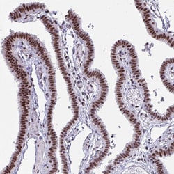 Invitrogen UAP56 Polyclonal Antibody 100 &mu;L; Unconjugated:Antibodies,