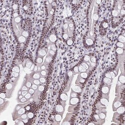 Invitrogen UAP56 Polyclonal Antibody 100 &mu;L; Unconjugated:Antibodies,