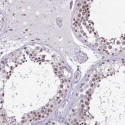 Invitrogen UAP56 Polyclonal Antibody 100 &mu;L; Unconjugated:Antibodies,