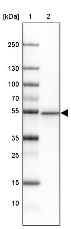 Invitrogen PACSIN1 Polyclonal Antibody 100 &mu;L; Unconjugated:Antibodies,