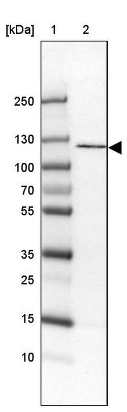 ADAM19 Polyclonal Antibody, Invitrogen 100 &mu;L; Unconjugated:Antibodies,