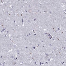 Invitrogen TRIM46 Polyclonal Antibody 100 &mu;L; Unconjugated:Antibodies,